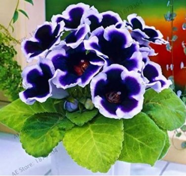 100 seeds Rare Purple White Side Gloxinia Garden Perennial Flowering