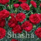 200 seeds Mini Carnations Bonsai Balcony Potted Plants