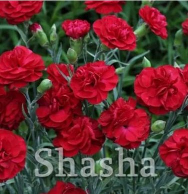 200 seeds Mini Carnations Bonsai Balcony Potted Plants