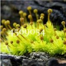 500 seeds Rare Aquarium Planten Java Moss Grass Plants Raros Gifts Plants