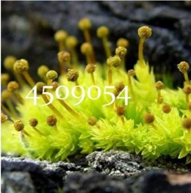 500 seeds Rare Aquarium Planten Java Moss Grass Plants Raros Gifts Plants