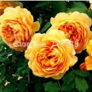 100 seeds Yellow Rose Golden Celebration Aromatic 100 Flower Bonsai