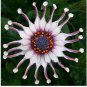 50 seeds New Rare Hierloom  Trailing African Daisy Seeds