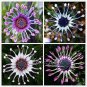 50 seeds New Rare Hierloom Trailing African Daisy Seeds