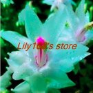 200 seeds Schlumbergera Cactus Christmas Bonsai