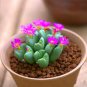 200 seeds Schlumbergera Cactus Christmas Bonsai