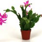 200 seeds Schlumbergera Cactus Christmas Bonsai