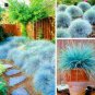 200 seeds Blue Fescue Grass bonsais
