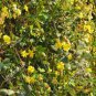 100 seeds Climbing Jasmine Plant Rare Flower Bonsai Perennial Indoor