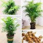 5 seeds Rare Chrysalidocarpus Lutescens Seeds  Areca Palm Bonsai