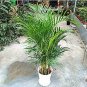 5 seeds Rare Chrysalidocarpus Lutescens Seeds  Areca Palm Bonsai