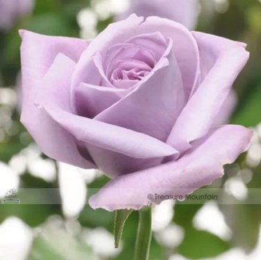 50 seeds Johnny Light Purple Rose Flower Garden Seeds