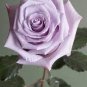 50 seeds Johnny Light Purple Rose Flower Garden Seeds