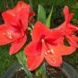 100 seeds Rose Red Pink Bi-color Amaryllis Seeds