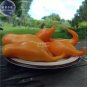 100 seeds Tomato Buratinorjs Light Orange Uniquely Shaped Fruit Seeds
