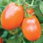 100 seeds Tomato Buratinorjs Light Orange Uniquely Shaped Fruit Seeds