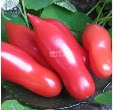 100 seeds Pink 'balloon' Tomato Organic Seeds
