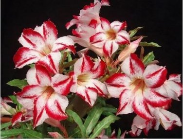 2 seeds Border Gem' Adenium Obesum Indoor Bonsai Flower Seeds