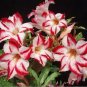 2 seeds Border Gem' Adenium Obesum Indoor Bonsai Flower Seeds