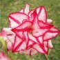 2 seeds Border Gem' Adenium Obesum Indoor Bonsai Flower Seeds