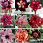 50 seeds Adenium Mixed 9 Types of Desert Rose Flower Seeds