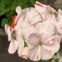 10 seeds 'Odensjo Ljus och Varme' Geranium White Light Orange Flowers