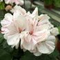 10 seeds 'Odensjo Ljus och Varme' Geranium White Light Orange Flowers