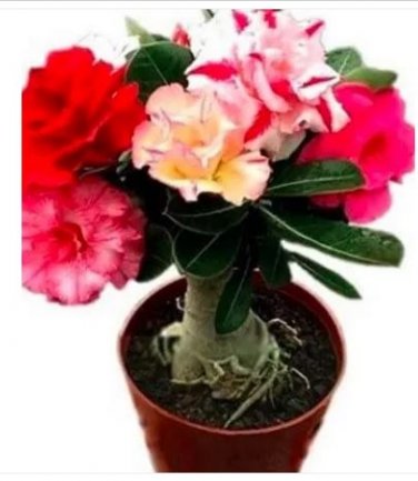 5 seeds Adenium Seeds Red Colorful Double Flowers