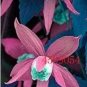 100 seeds Clematis Seeds Purple Flowers with Light Green Centre Flowers