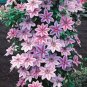 100 seeds Clematis Seeds Purple Flowers with Light Green Centre Flowers