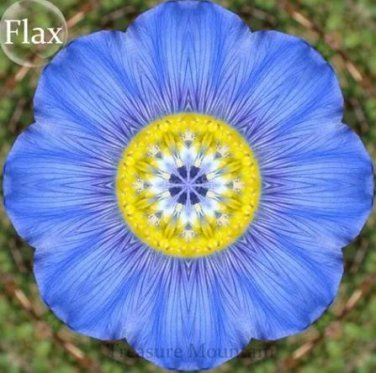 100 seeds Giant Dark Blue & Light Blue Flax Linum Usitatissimum