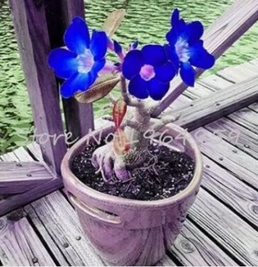 5 seeds Adenium Seeds Dark Blue Single Flowers Hybrid F1