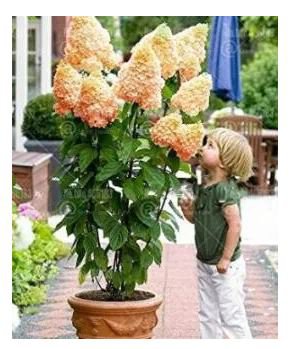 20 seeds Champagne Hydrangea Seeds - Ice Cream Light Orange Flowers