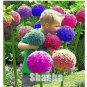 100 seeds Giant Allium Giganteum Seeds - Colorful Flowers