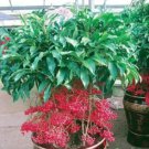 10 seeds Coral Berry Seed Ardisia Crenata Sub Tropical or Indoor