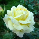 50 seeds Large Light Rose Flower Seeds