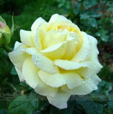50 seeds Large Light Rose Flower Seeds