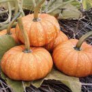30 seeds Edible Large Orange Pumpkin with Green Stripe Seeds