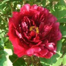 5 seeds Heirloom Dark Red Middle Peony Tree Flower Seeds