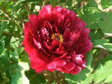 5 seeds Heirloom Dark Red Middle Peony Tree Flower Seeds