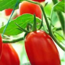 30 seeds Rare Auhui Bright Red Cherry Tomato Organic Seeds