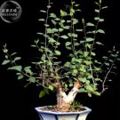 1 seeds Bursera Hindsiana Torote Prieto Torchwood Seeds