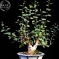 1 seeds Bursera Hindsiana Torote Prieto Torchwood Seeds