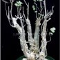 1 seeds Bursera Hindsiana Torote Prieto Torchwood Seeds