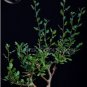 1 seeds Bursera Hindsiana Torote Prieto Torchwood Seeds
