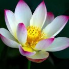 1 seeds New Wild White Red Lotus Flower Seeds