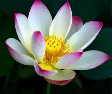 1 seeds New Wild White Red Lotus Flower Seeds