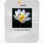 1 seeds New Wild White Red Lotus Flower Seeds
