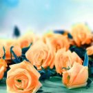 50 seeds Rare Hybrid Yellow Orange Rose Plant Seeds