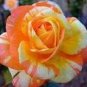 50 seeds Rare Hybrid Yellow Orange Rose Plant Seeds